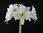 Double amaryllis Ice Queen has large blooms with ruffled white petals.