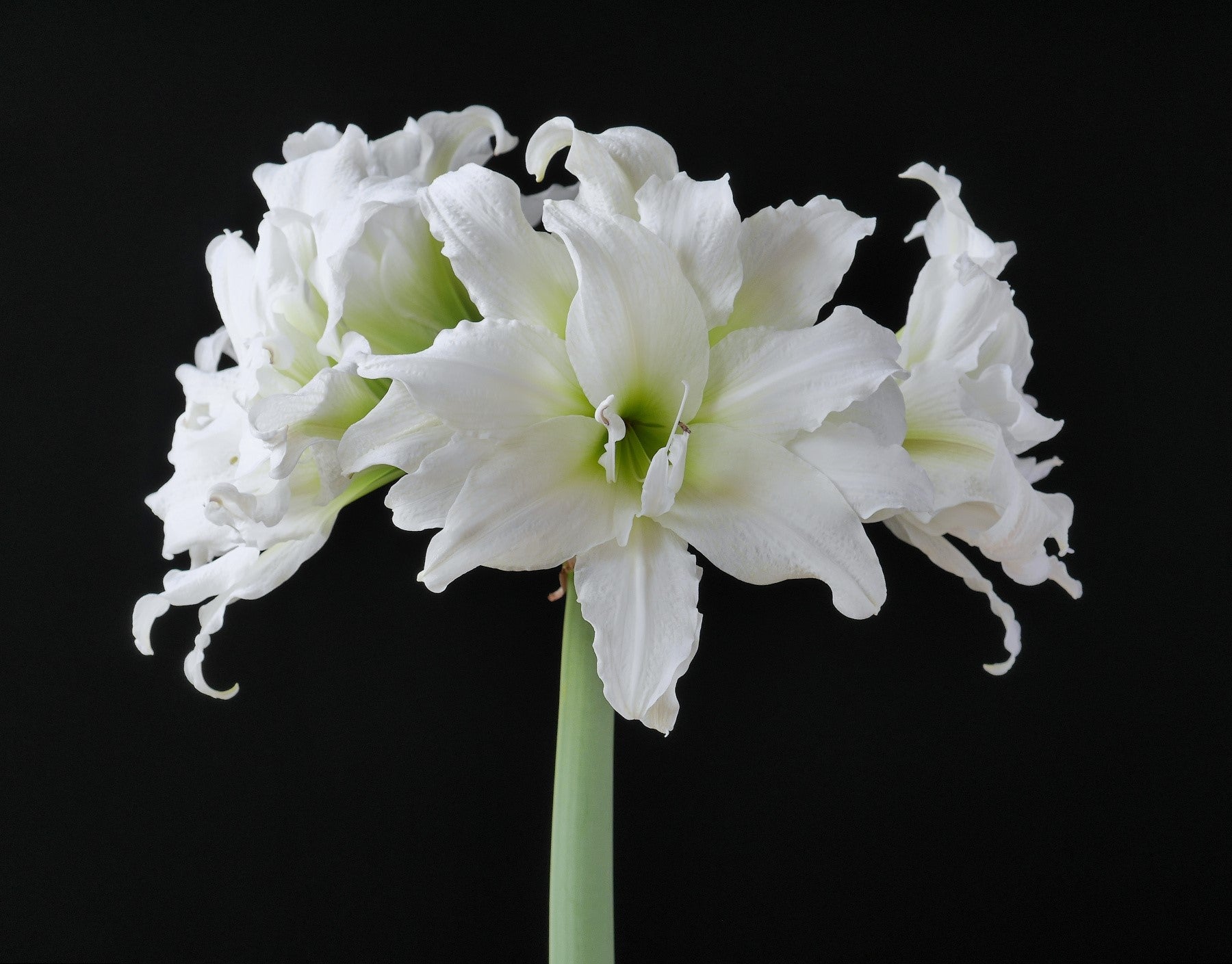 Double amaryllis Ice Queen has large blooms with ruffled white petals.