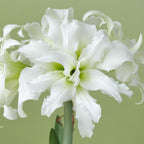 Dutch double amaryllis Ice Queen has ruffled white petals.