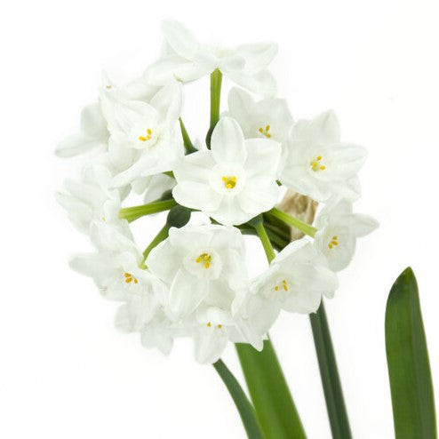 A close-up of Inbal Paperwhites from the Bare Bulb 10 Pack shows clusters of white flowers with yellow centers against a white background, with green leaves at the bottom right.