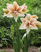 Two large Inca Star Amaryllis flowers, featuring double-layered white petals with red-orange streaks, bloom on tall green stems surrounded by lush foliage.