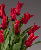 A bouquet of Isaak Chic Potted Tulips is set against a muted gray background. The chic flowers are in full bloom, showcasing their rich, deep red petals and elongated shape with green leaves. The image captures the fresh, vivid essence of these vibrant Isaak tulips.