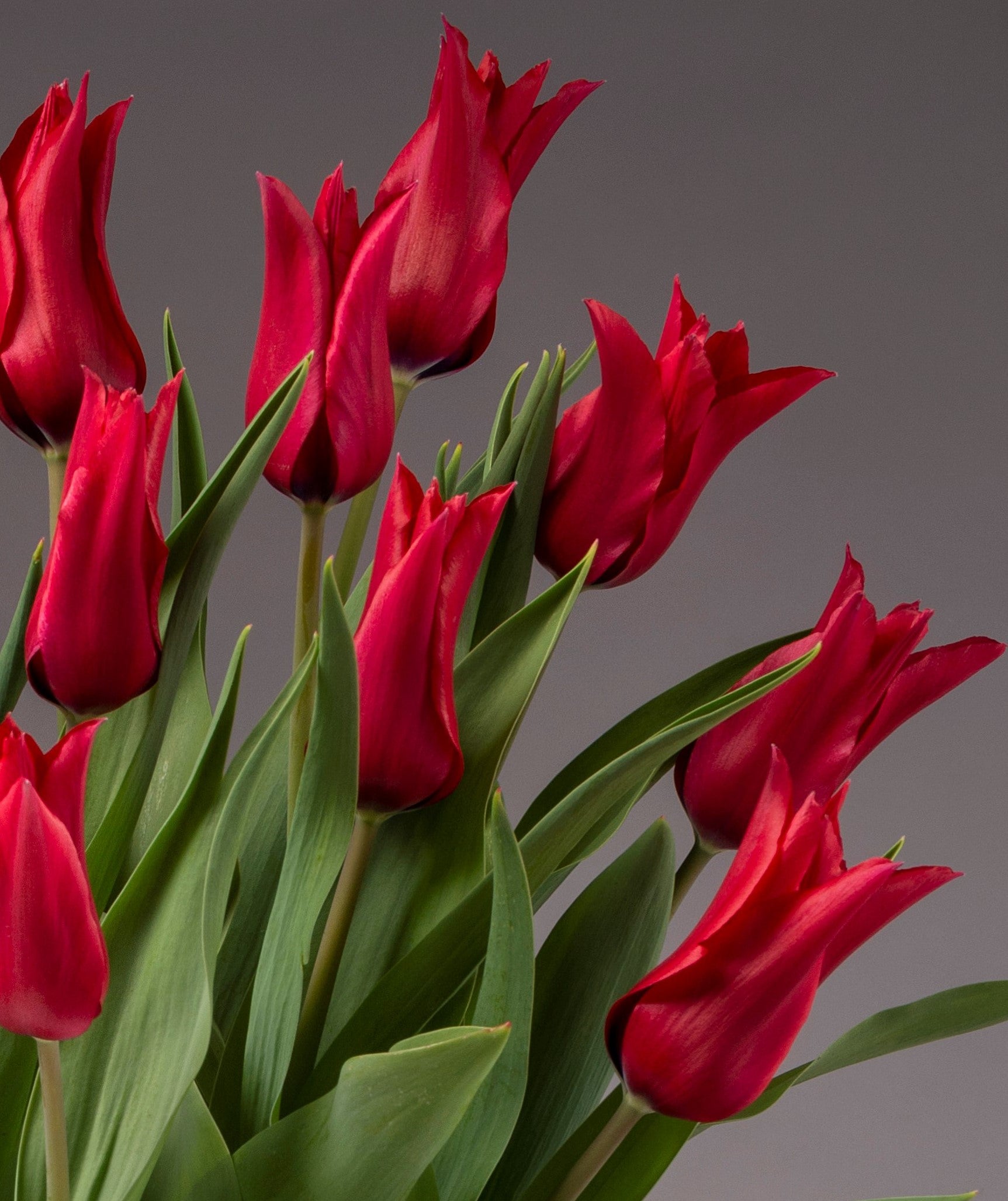 A bouquet of Isaak Chic Potted Tulips is set against a muted gray background. The chic flowers are in full bloom, showcasing their rich, deep red petals and elongated shape with green leaves. The image captures the fresh, vivid essence of these vibrant Isaak tulips.