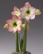 two stalks of amaryllis flowers emerge from a base of spanish moss and are topped with several white blooms with light red edges.