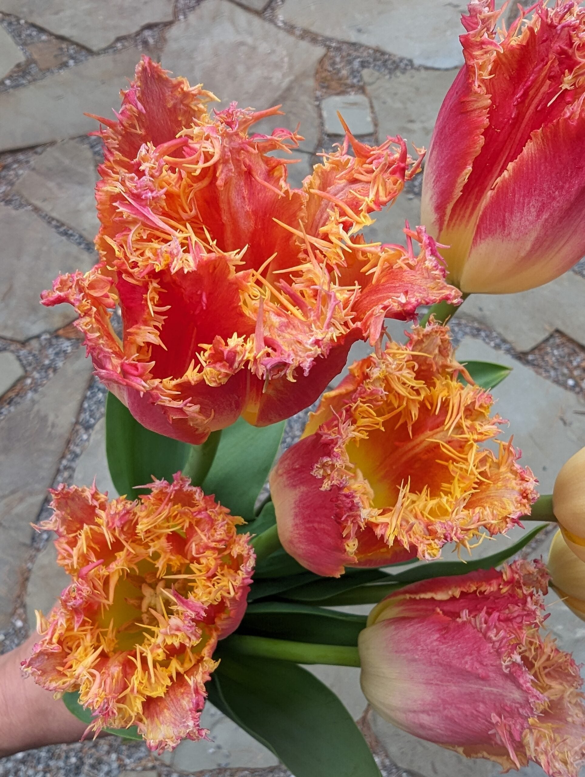 Close-up of vibrant, fringed Joint Devision Potted Tulips with red, yellow, and pink petals. The flowers' ruffled edges display a delicate transition of colors, illuminated in natural light. The background shows a stone-paved surface, enhancing the tulips' striking appearance.