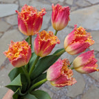 A bouquet of vibrant Joint Devision Potted Tulips with pink and yellow fringed petals, meticulously arranged against a stone pathway. The fresh and lively tulips showcase ruffled edges and a smooth green stem adorned with elongated leaves.