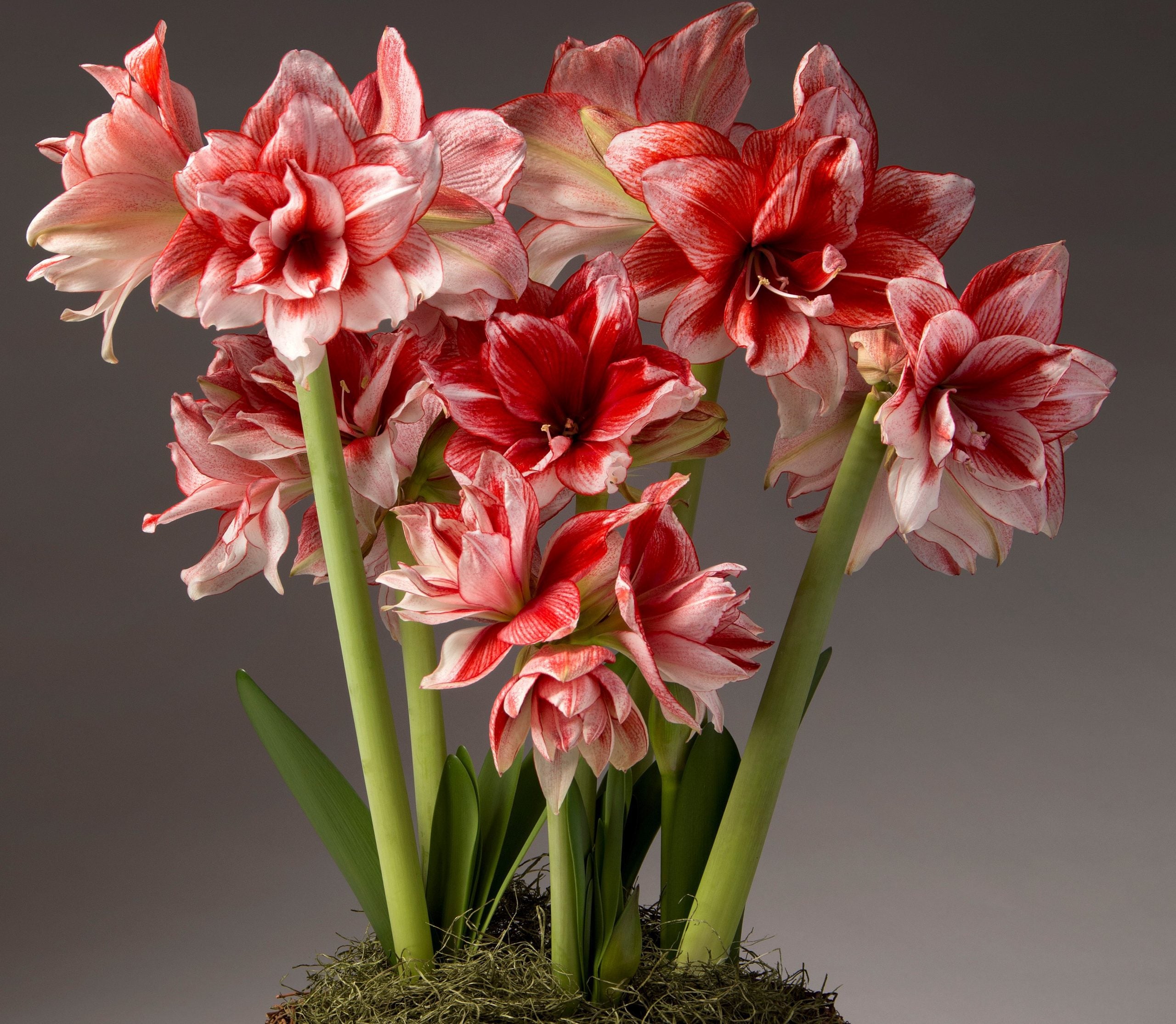 A cluster of Joker Amaryllis - Bare Bulb flowers in full bloom, with long green stems and lush leaves at the base, set against a neutral gray background. The blossoms display a vibrant mix of red and white stripes and veins.
