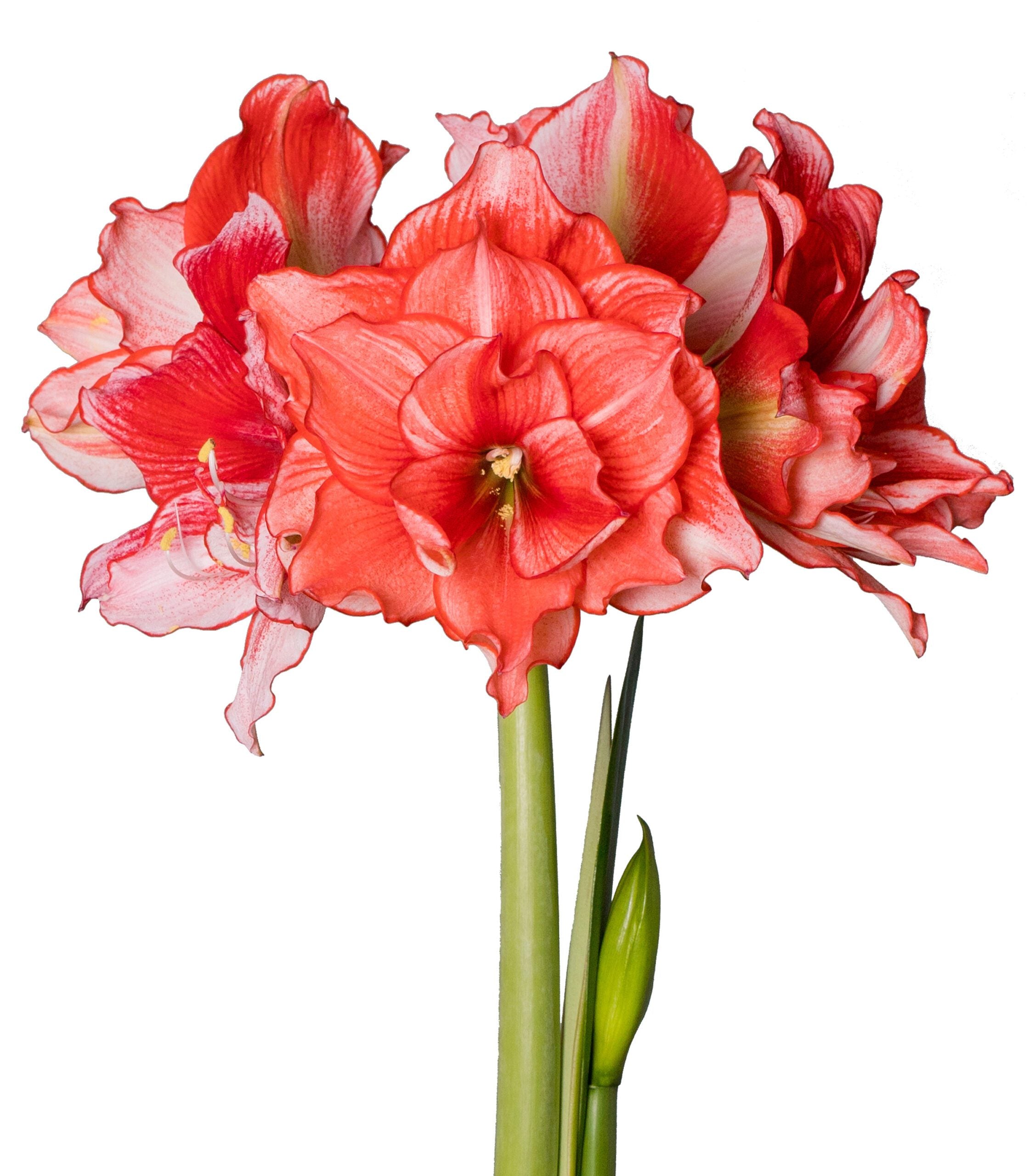 A cluster of vivid Joker Amaryllis blossoms on long, green stems, featuring ruffled, trumpet-shaped petals that blend red and white hues. Below the vibrant opened flowers are two green buds yet to bloom, creating a striking contrast.