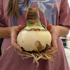 Bulb & Blossom's jumbo sized amaryllis bulbs are at least 36/38 centimeters circumference upon harvest, promising vigorous growth, more stems, and larger flowers.