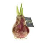 An amaryllis bulb encased in a burgundy wax coating with green shoots growing from the top. A tag attached to the Waxed Amaryllis Bulb Trio - Jupiter Swirl reads "The original NO WATER flowers WAXZ." The plant is positioned against a plain white background.