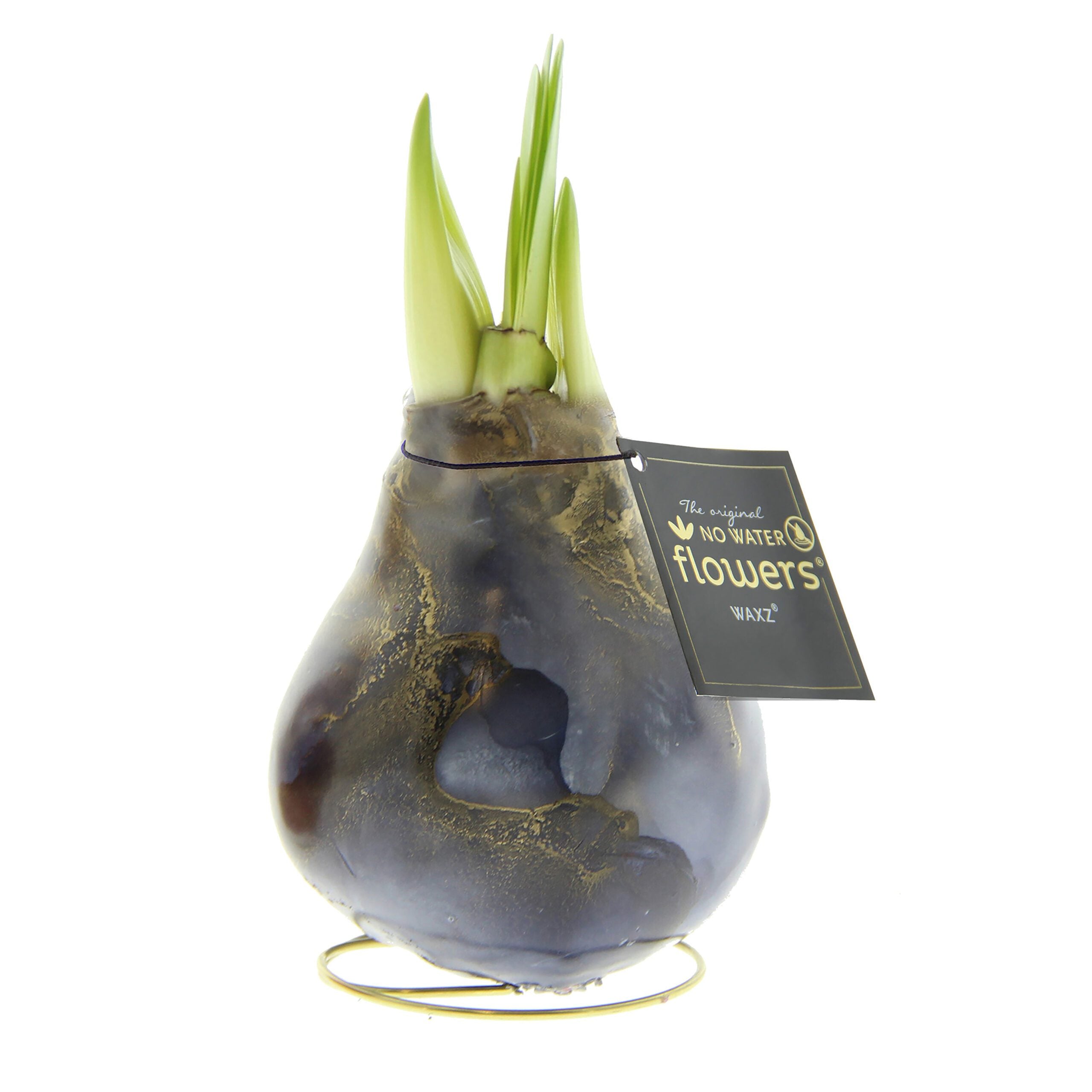 A Waxed Amaryllis Bulb Trio - Jupiter Swirl encased in black and gold wax is sprouting green leaves at the top. A label attached to the plant reads "No Water Flowers." The plant sits on a small metal stand, with its roots not visible.