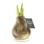 A large Waxed Amaryllis Bulb from the "Waxed Amaryllis Bulb Trio - Jupiter Swirl" collection, painted with gold swirl, with several green shoots sprouting from the top. A black string is tied around the neck of the bulb, holding a black tag that reads "The original NO WATER flowers® WAXZ®" in gold and white text.