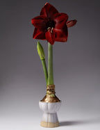A deep red amaryllis with a green stem and unopened bud grows from a bulb in a small white and gold Koma Ceramic Bulb Forcing Vase, set against a plain gray background.