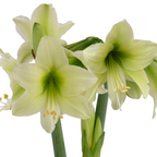 Limelight Amaryllis features a cluster of pale green and white flowers with prominent stamens, displayed against a plain white background.