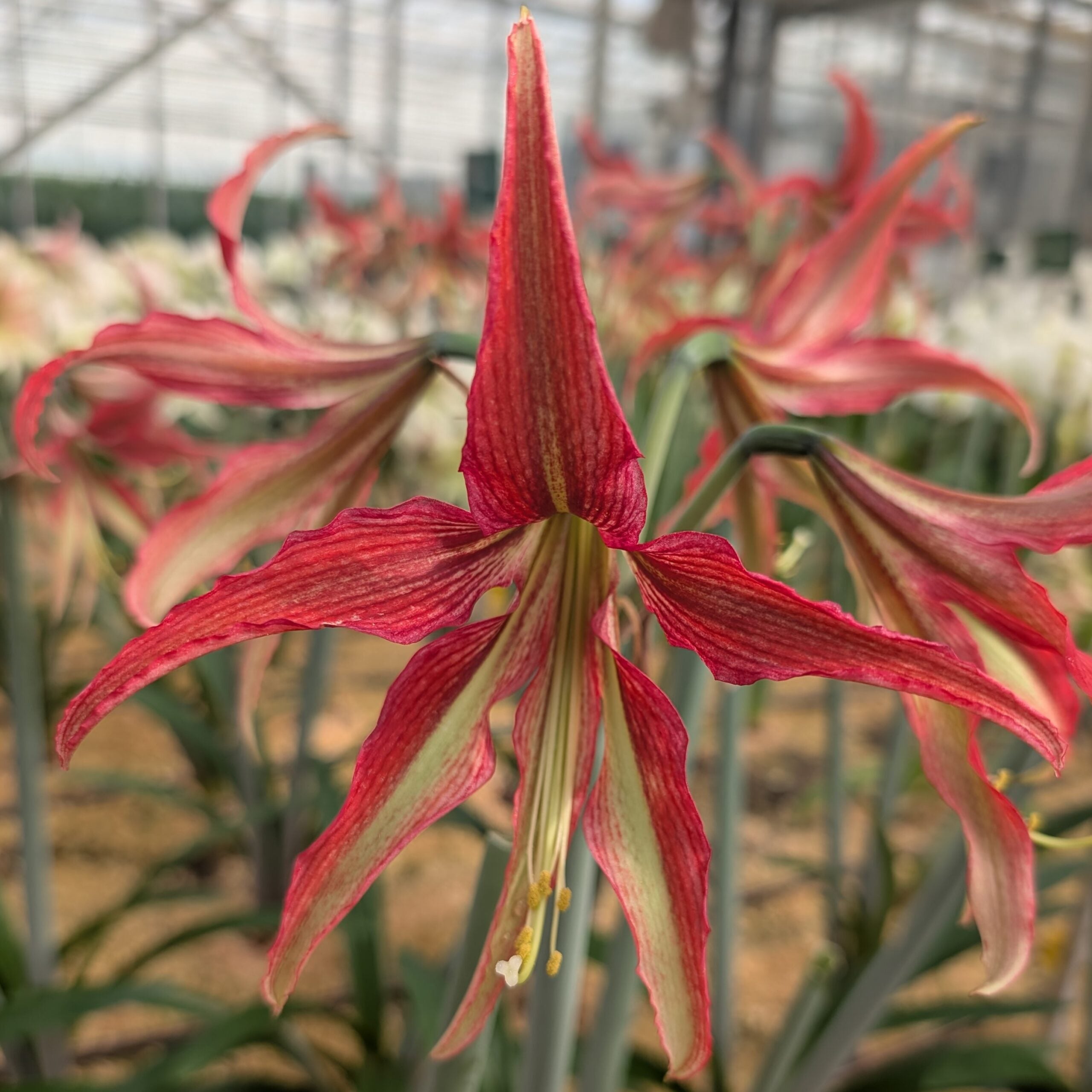 A close-up of the La Paz Amaryllis, a red and white striped lily with long, pointed petals, displayed in a greenhouse among similar blooming flowers with a softly blurred background.