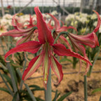 A vibrant La Paz Amaryllis blooms in a greenhouse, its red and cream striped petals long and pointed, surrounded by similar flowers.