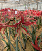 A close-up of the vibrant La Paz Amaryllis shows its striking red and green star-shaped petals unfurling in a greenhouse, surrounded by blooming flowers and lush plants under a bright glass ceiling.