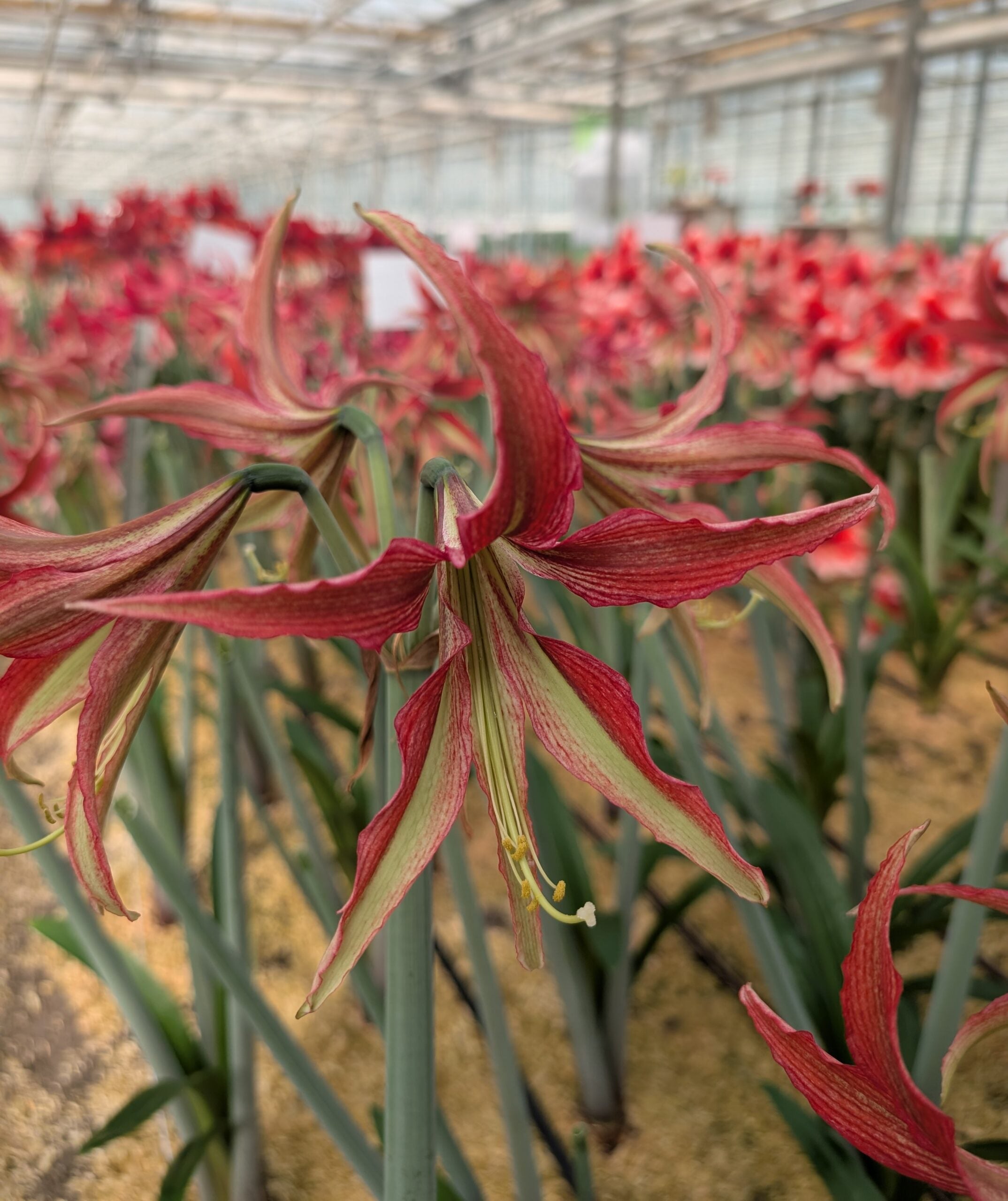 A close-up of the vibrant La Paz Amaryllis shows its striking red and green star-shaped petals unfurling in a greenhouse, surrounded by blooming flowers and lush plants under a bright glass ceiling.