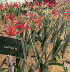 Neatly arranged rows of La Paz Amaryllis, featuring red and green striped long petals and green leaves, grow in sandy soil. A sign labeled "La Paz" sits in front of the flowers in a greenhouse or garden setting.