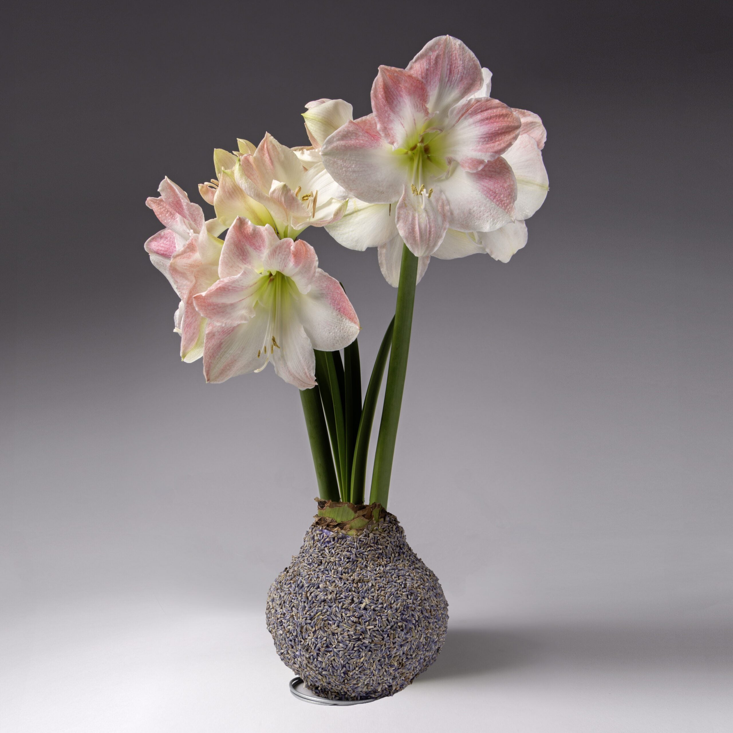 Bulb & Blossom's lavender covered amaryllis bulb will produce multiple stems of soft pink amaryllis blooms. Bulbs are coated in wax and a layer of fragrant dried lavender, and need no water or soil to bloom.