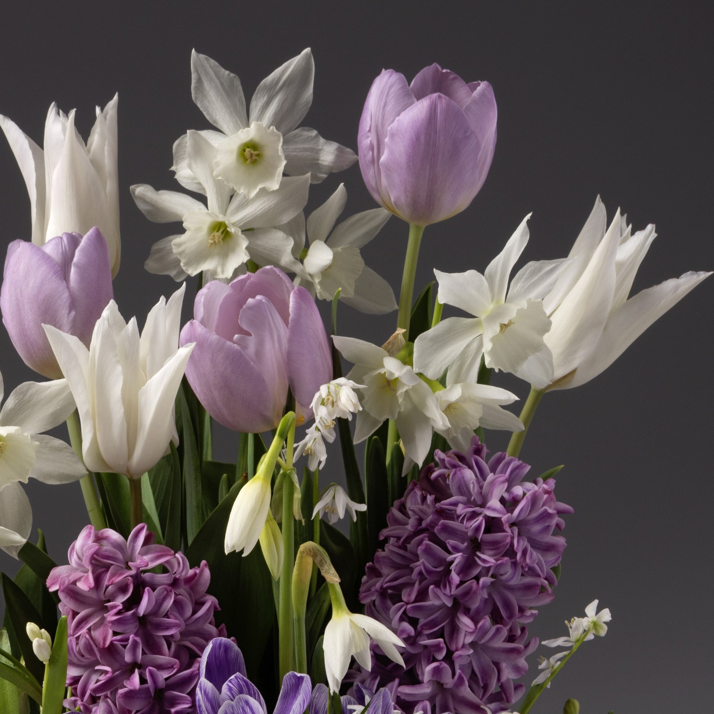 The Lavender Ice Mixed Bulb Garden features white and light purple tulips, daffodils, hyacinths, and snowdrops beautifully arranged against a simple gray background.