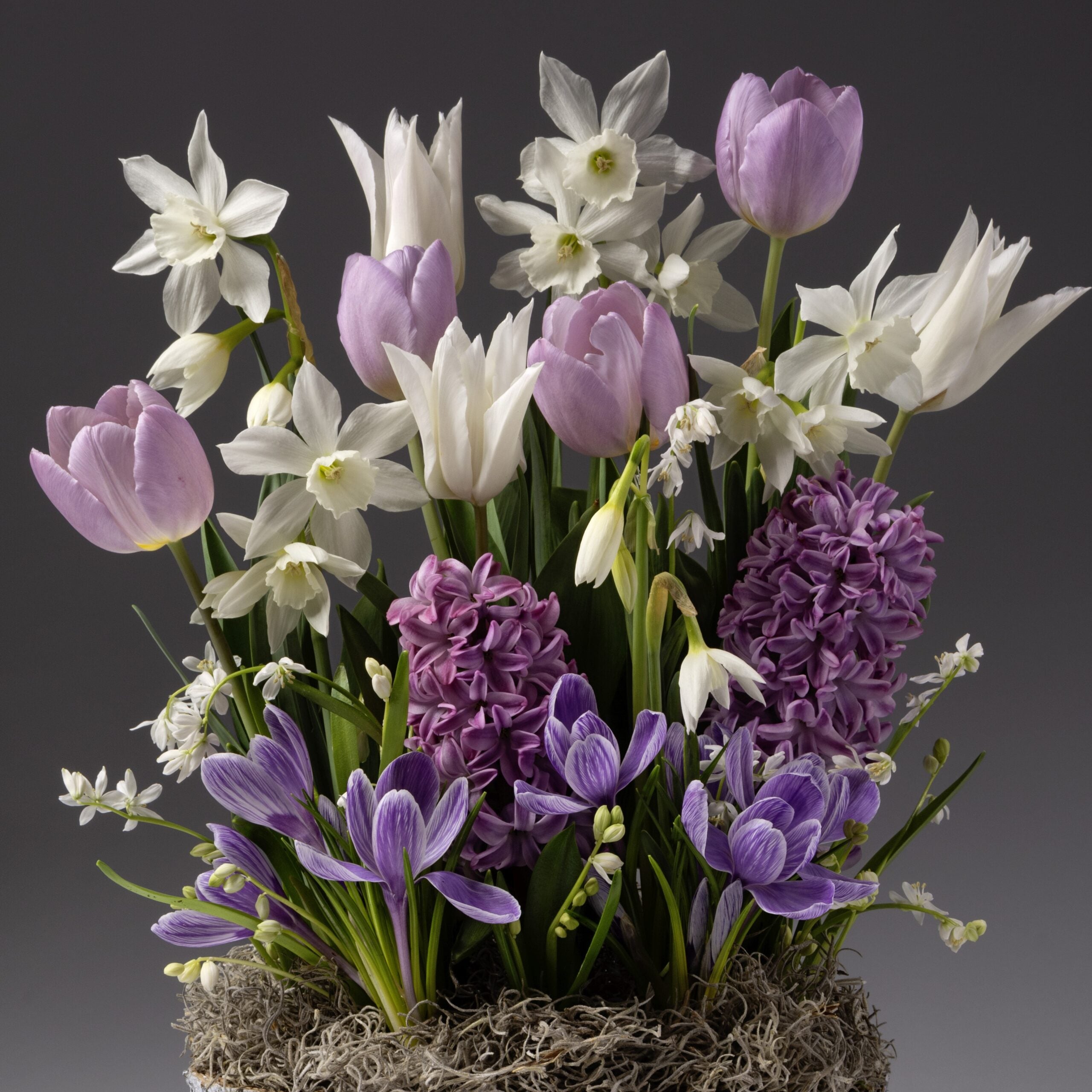 The Lavender Ice Mixed Bulb Garden displays white daffodils, pale purple tulips, lilac hyacinths, and purple crocuses arranged in moss for a stunning springtime centerpiece.