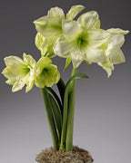  A cluster of vibrant Lemon Grandise Amaryllis flowers, characterized by tall, sturdy stems and elongated leaves, is showcased against a neutral gray background. The base of the arrangement is adorned with a small amount of mossy material.