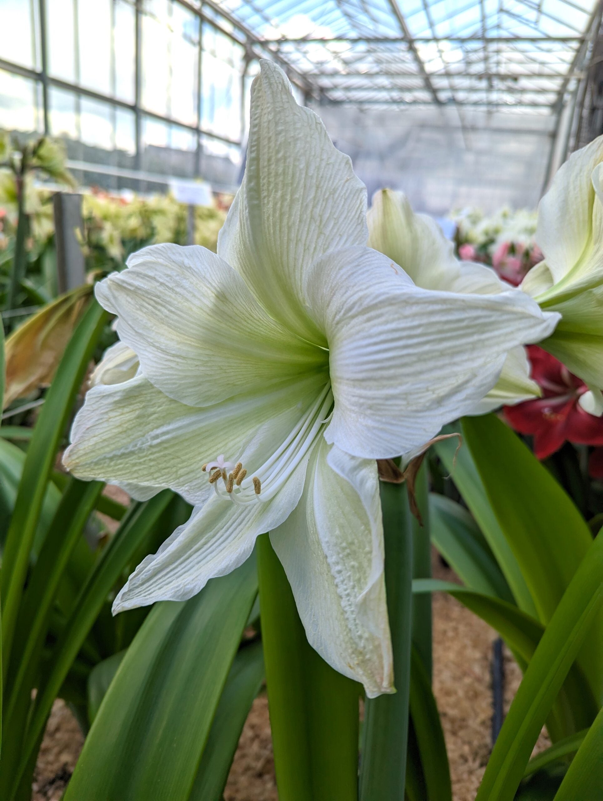 A close-up of the Lemon Grandise Amaryllis in full bloom, situated in a greenhouse. The background features green foliage and additional flowers in various growth stages, with the greenhouse structure and glass roof visible above.