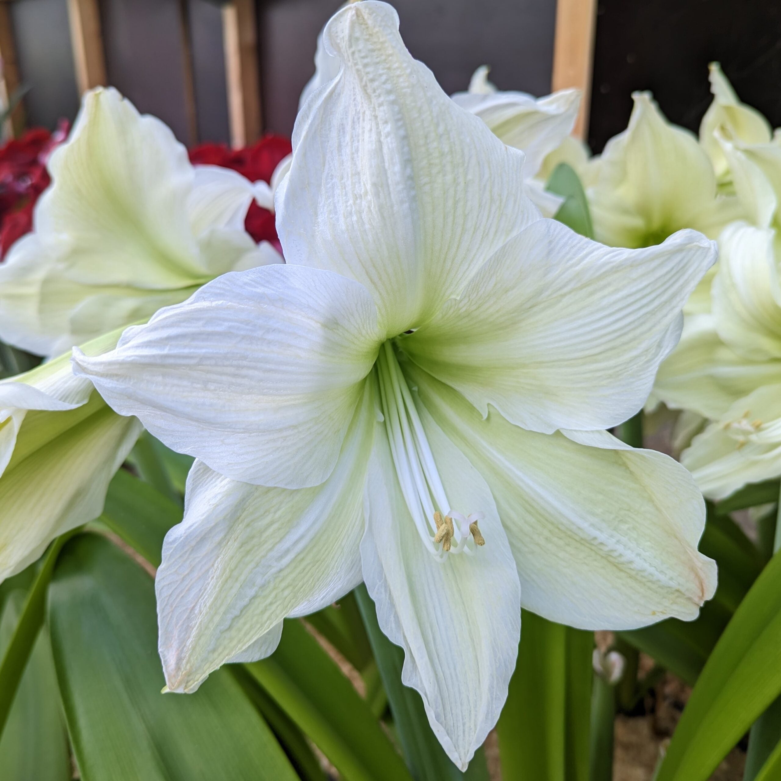 A close-up of the Lemon Grandise Amaryllis in bloom, showcasing its delicate, slightly ruffled petals and pale green accents near the center. In the background, several other amaryllis flowers and green leaves can be seen.