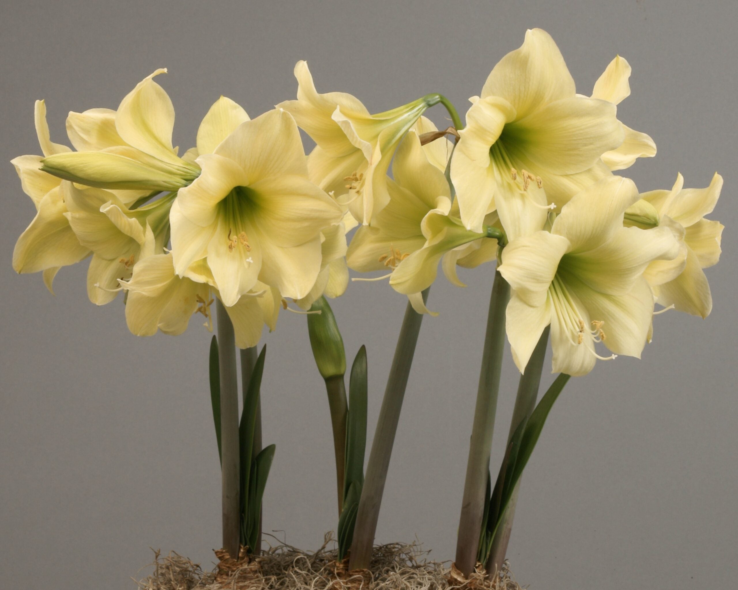 A cluster of blooming Lemon Sorbet Amaryllis flowers, boasting tall green stems and long leaves. The magnificent flowers feature large, trumpet-shaped petals with several stamens crowned by anthers at the center. This exquisite arrangement is beautifully set against a neutral gray background.