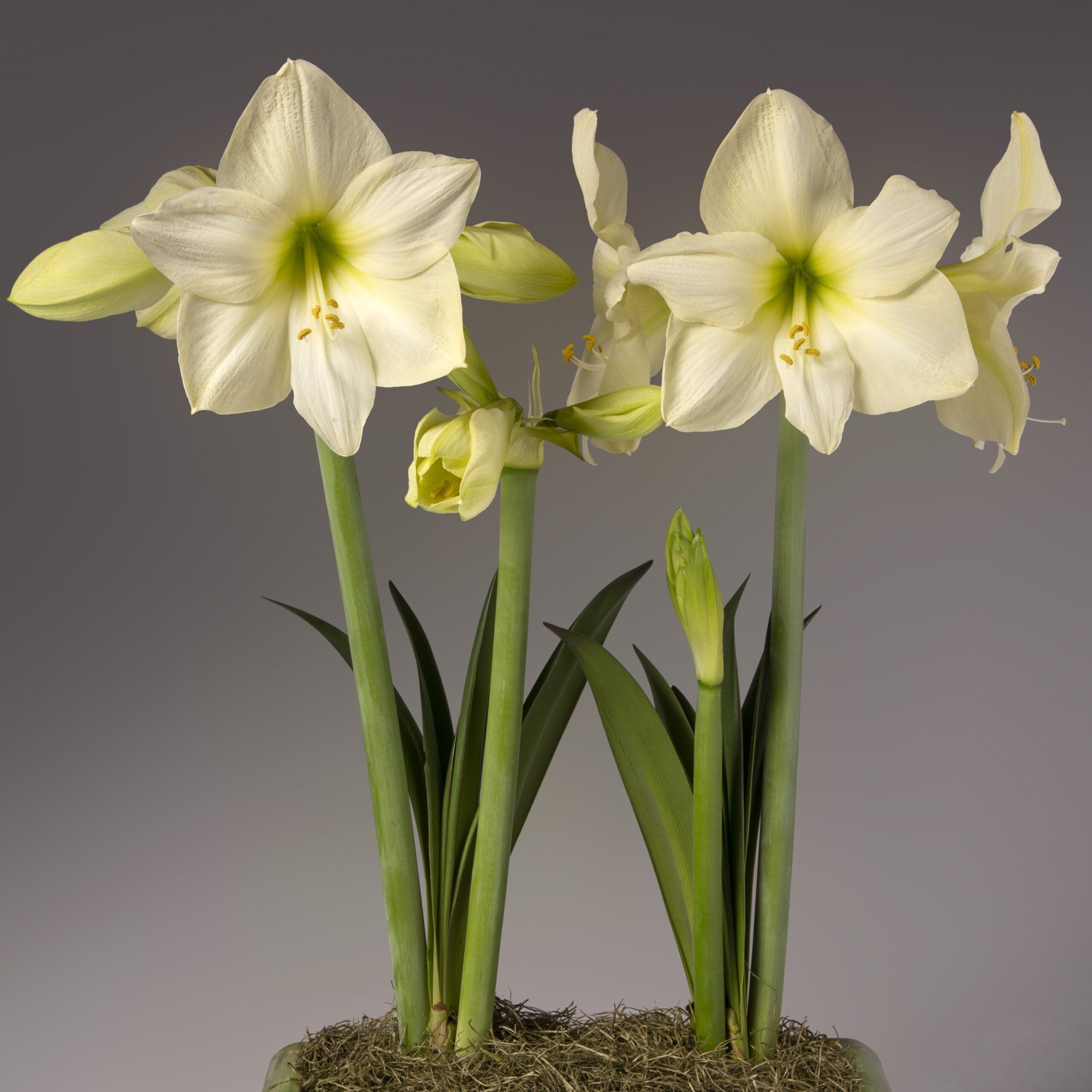 Four Lemon Star Amaryllis flowers bloom on tall green stems against a neutral background. The flowers feature pale yellow centers and are complemented by long, narrow leaves that surround the stems. The plant is elegantly set in a container filled with moss.