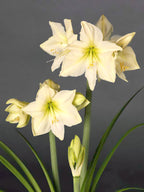 Close-up of a cluster of Lemon Star Amaryllis flowers, showcasing their cream-colored petals, subtle yellow centers, and green leaves against a dark gray background. The scene includes multiple blooms and one unopened bud.