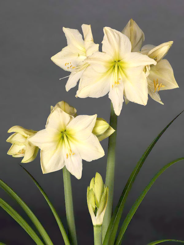 Close-up of a cluster of Lemon Star Amaryllis flowers, showcasing their cream-colored petals, subtle yellow centers, and green leaves against a dark gray background. The scene includes multiple blooms and one unopened bud.