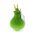 A bright green waxed amaryllis bulb with green buds emerging  and a silver 'no water flowers' hangtag around the neck of the bulb.