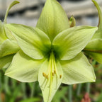 A close-up of the Lime Flare Amaryllis showcases its pale green petals and striking yellow stamens, highlighted against a softly blurred green background.