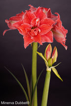 A vivid close-up of a red Dubbel Minerva Amaryllis in full bloom with large, layered petals, adjacent to two closed buds. The dark background highlights the brilliant color of the flower. The words "Dubbel Minerva Amaryllis" are in the bottom-left corner.