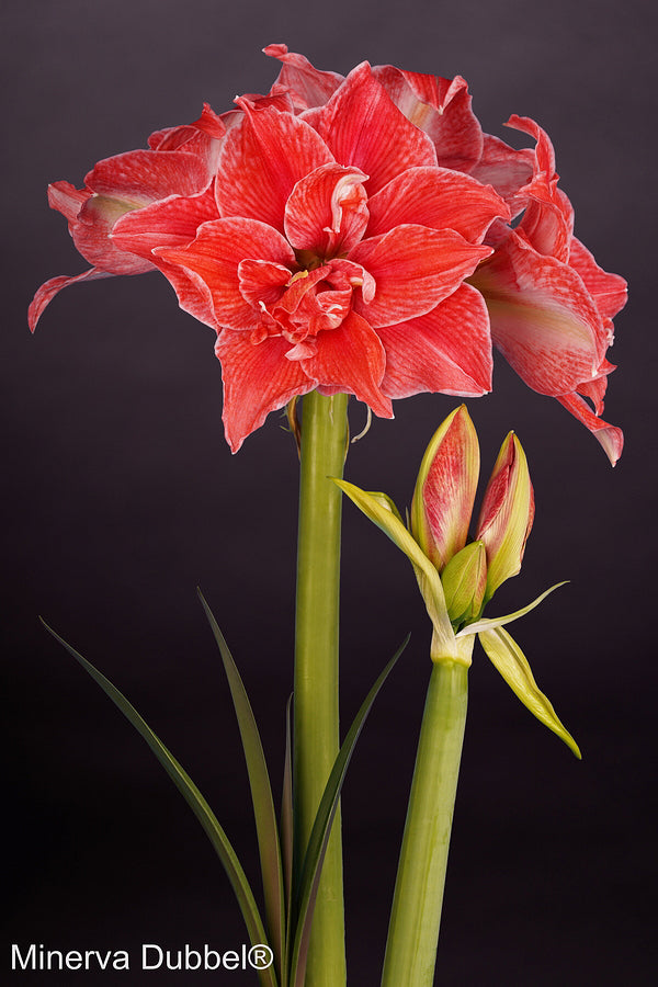 A vivid close-up of a red Dubbel Minerva Amaryllis in full bloom with large, layered petals, adjacent to two closed buds. The dark background highlights the brilliant color of the flower. The words "Dubbel Minerva Amaryllis" are in the bottom-left corner.