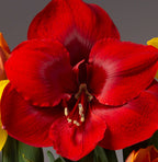 Close-up of a vibrant red Miracle Amaryllis - Bare Bulb flower in full bloom against a neutral gray background. The petals exhibit rich coloration with subtle variations in hue, and the flower's stamens are prominently visible at the center.