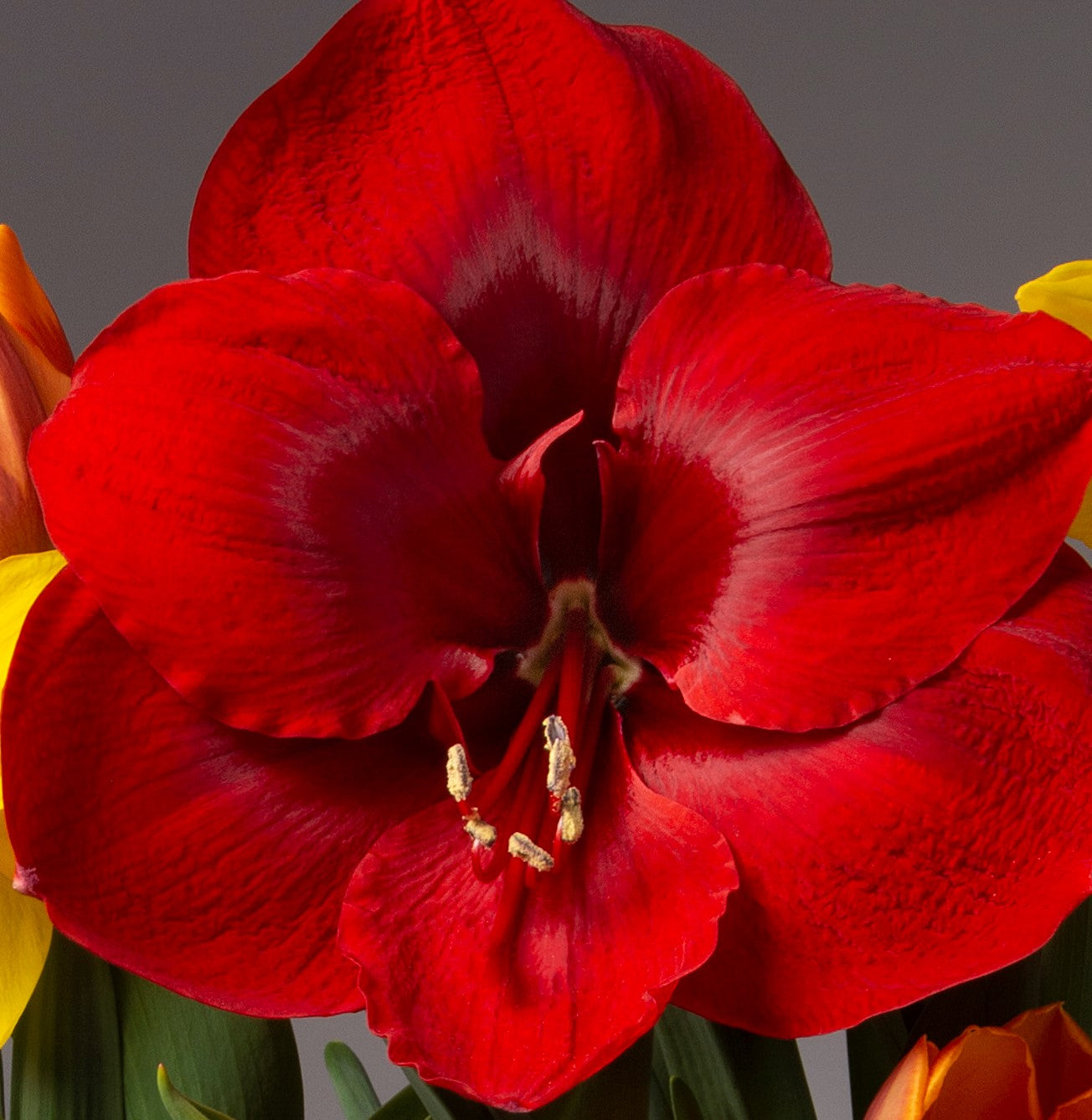 Close-up of a vibrant red Miracle Amaryllis - Bare Bulb flower in full bloom against a neutral gray background. The petals exhibit rich coloration with subtle variations in hue, and the flower's stamens are prominently visible at the center.