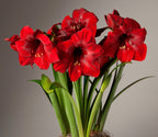 A cluster of vibrant red Miracle Amaryllis - Potted Trio flowers with long green leaves stands out against a neutral background. These flowers feature multiple trumpet-shaped blooms, each highlighting yellow stamens at the center.