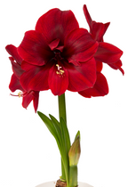 Close-up of a vibrant red Miracle Amaryllis - Bare Bulb flower in full bloom, showcasing multiple petals and yellowish stamens. The flower is supported by a green stem with elongated leaves and a budding flower at the base. The plain white background accentuates the vivid colors of the amaryllis.