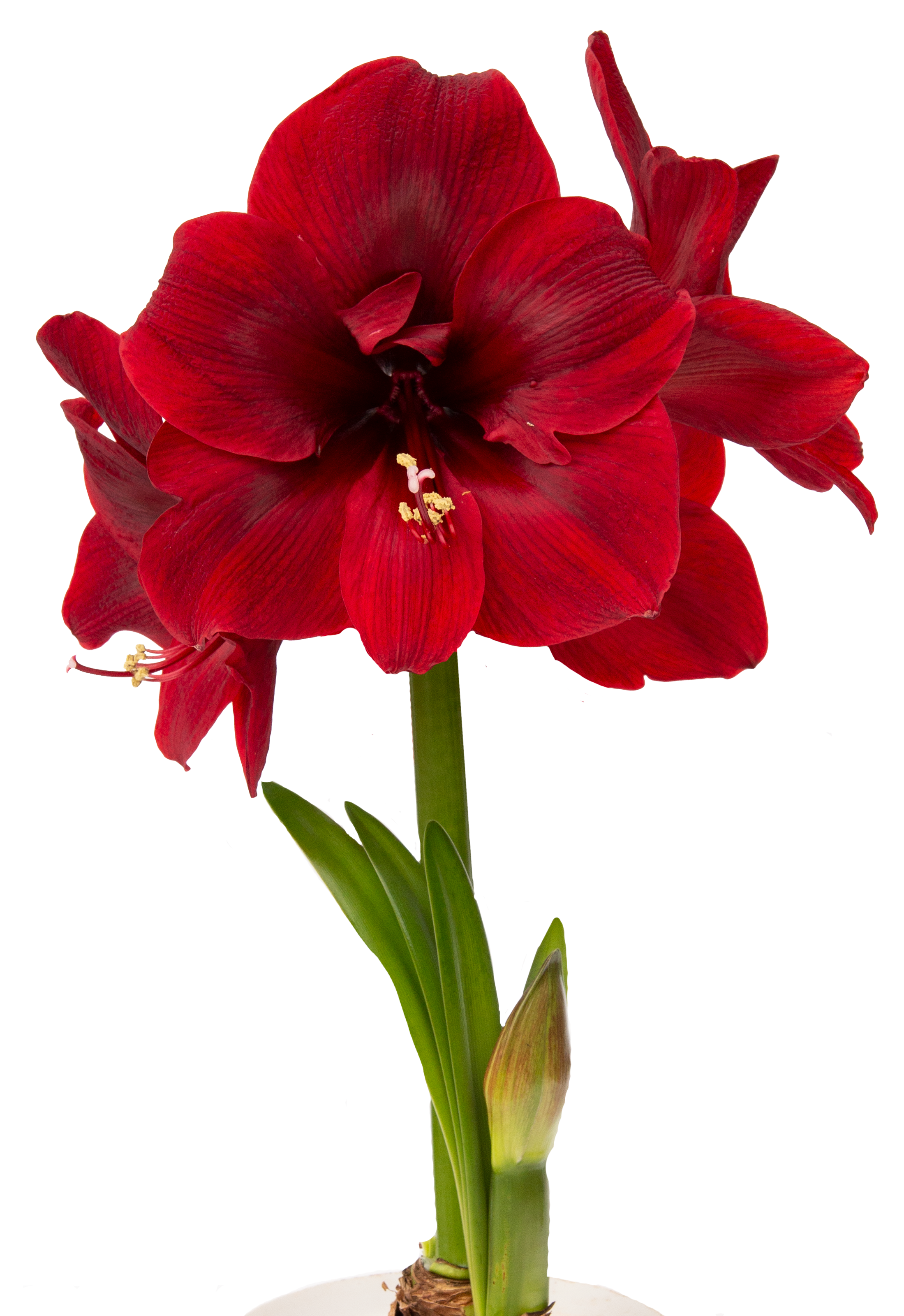 Close-up of a vibrant red Miracle Amaryllis - Bare Bulb flower in full bloom, showcasing multiple petals and yellowish stamens. The flower is supported by a green stem with elongated leaves and a budding flower at the base. The plain white background accentuates the vivid colors of the amaryllis.
