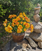 A woven basket brimming with bright yellow and orange Monsella Potted Tulips sits on a rocky surface outdoors. Beside it stands a carefully balanced stack of smooth stones. Lush green foliage forms the backdrop, illuminated by natural sunlight.