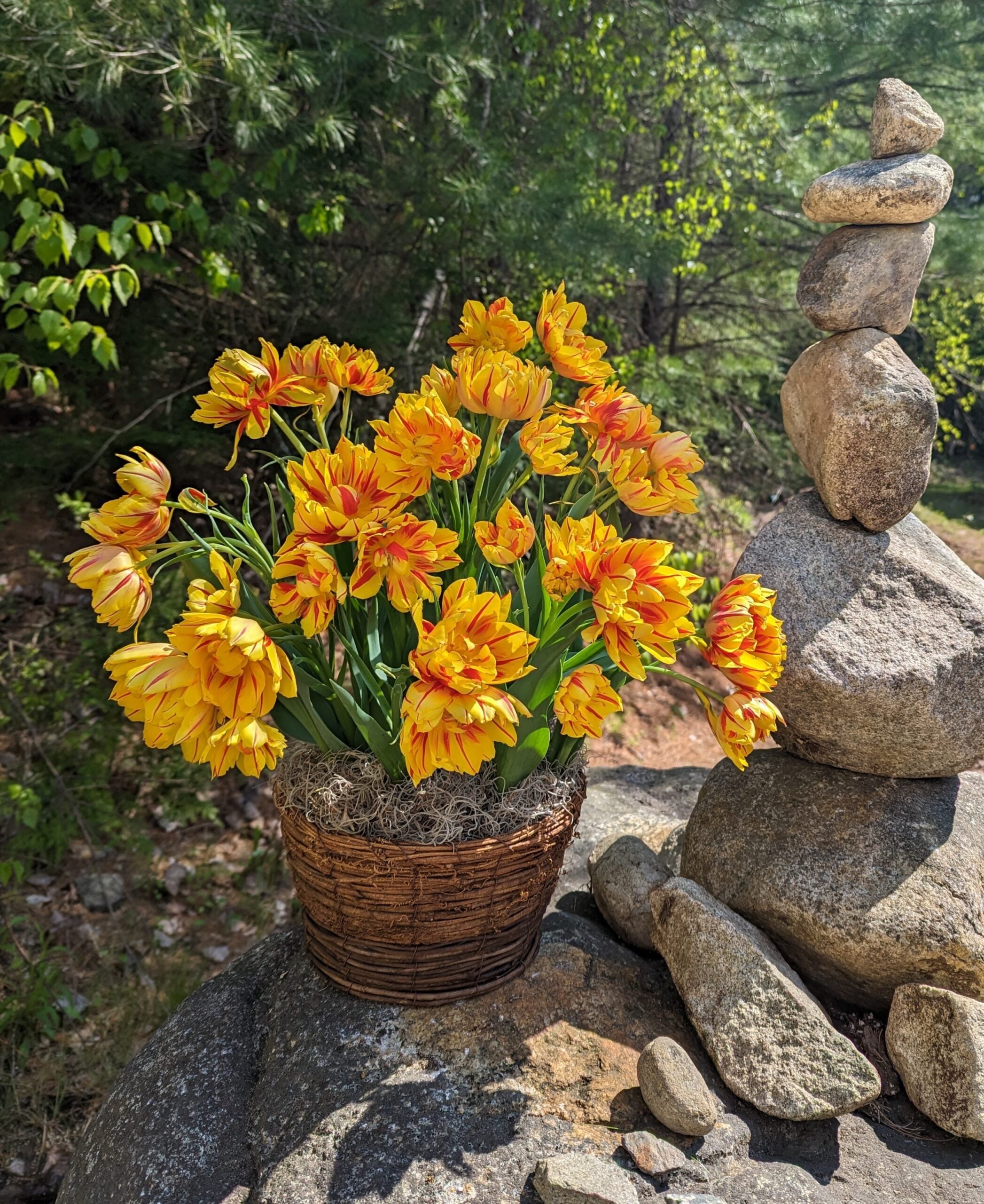 A woven basket brimming with bright yellow and orange Monsella Potted Tulips sits on a rocky surface outdoors. Beside it stands a carefully balanced stack of smooth stones. Lush green foliage forms the backdrop, illuminated by natural sunlight.