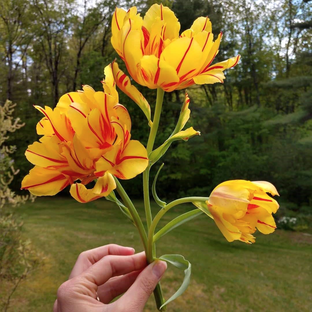 A hand holding a stem with three Monsella Potted Tulips—vibrant yellow streaked with red—in front of a lush green garden. The tulips are in various stages of blooming, set against a backdrop of grass, shrubs, and trees.