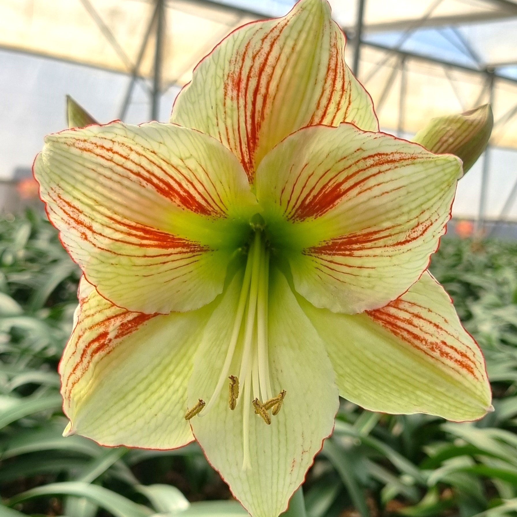 Close-up of a Moon Scene Amaryllis, featuring pale yellow and white petals with a green center and red streaks, blooming in a greenhouse amid blurred green foliage.