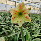 A close-up of a pale yellow and red-striped Moon Scene Amaryllis blooming in a greenhouse among lush green foliage, with rows of similar Moon Scene Amaryllis flowers visible under a translucent roof in the background.