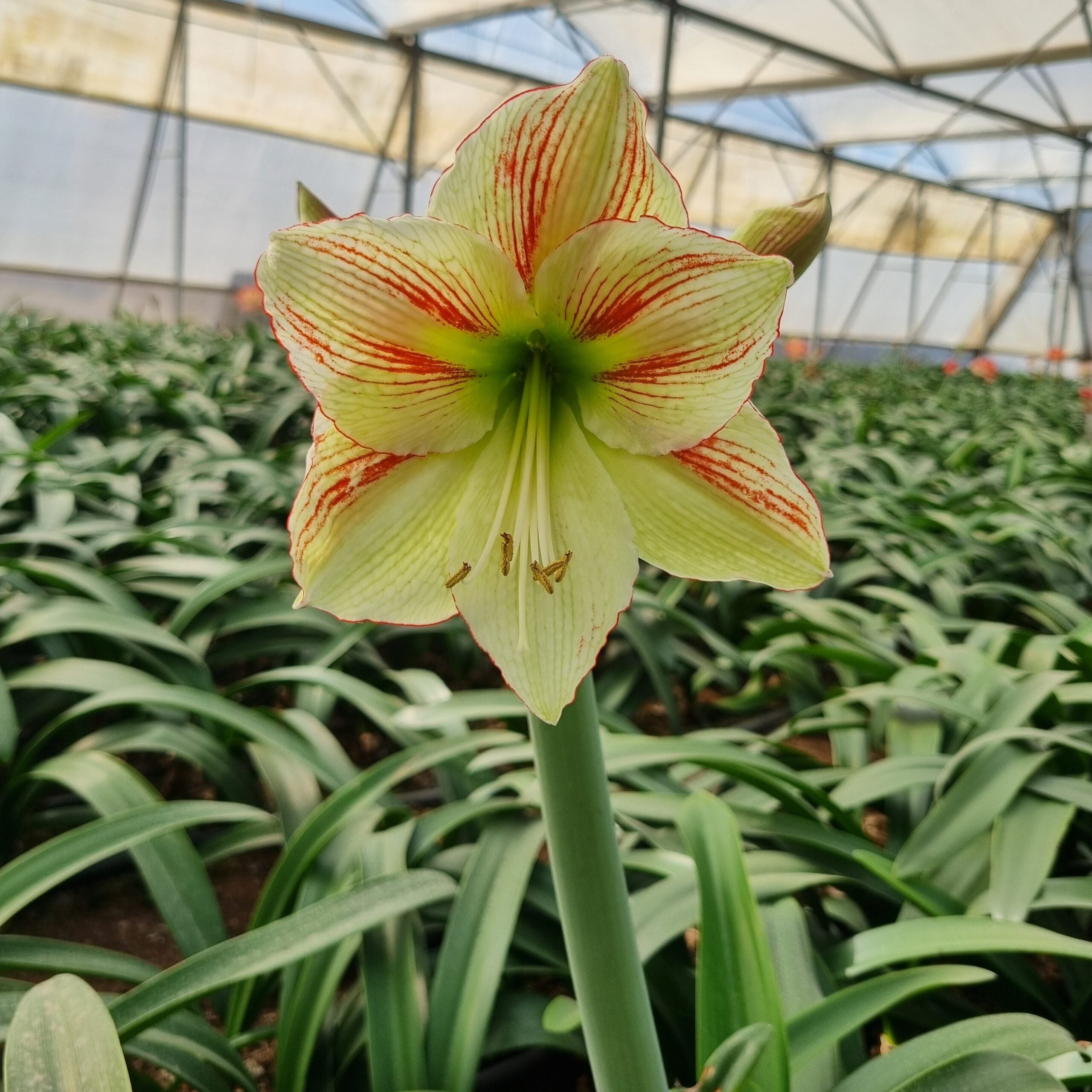 A close-up of a pale yellow and red-striped Moon Scene Amaryllis blooming in a greenhouse among lush green foliage, with rows of similar Moon Scene Amaryllis flowers visible under a translucent roof in the background.