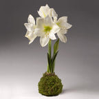 Bulb & Blossom's Moss covered amaryllis bulb will produce multiple stems of crisp white amaryllis blooms. Bulbs are coated in wax and a layer of lush green moss, and need no water or soil to bloom.
