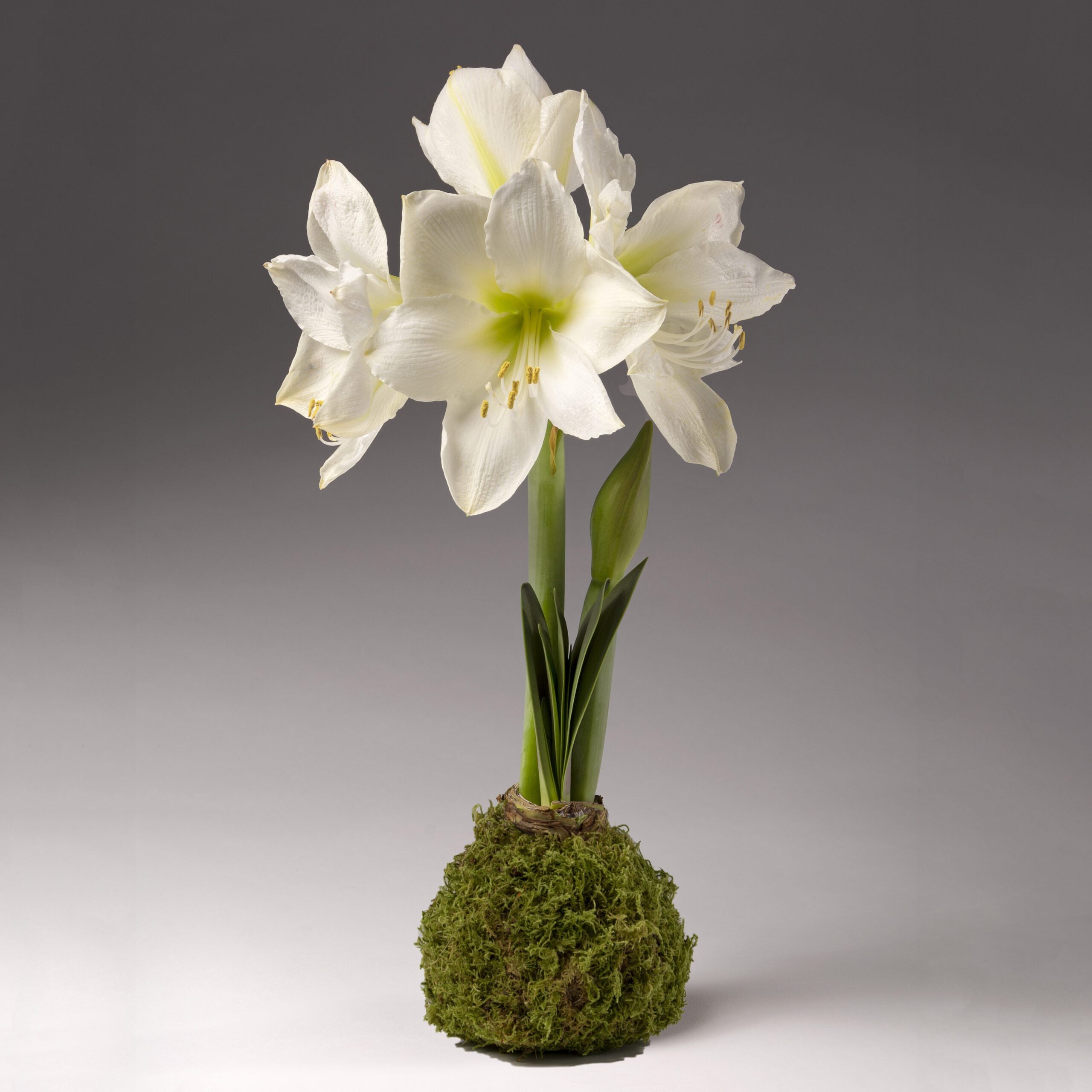 Bulb & Blossom's Moss covered amaryllis bulb will produce multiple stems of crisp white amaryllis blooms. Bulbs are coated in wax and a layer of lush green moss, and need no water or soil to bloom.